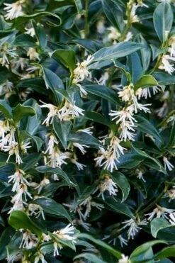 Confused Sweet Box (Sarcococca Confusa) - 1 Gallon Pot -Garden Supplies Sales 2024 sarcococca confusa confused sweet box 10