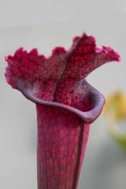 Juthatip Soper Pitcher Plant (Saracennia) - 2.5 Quart Pot -Garden Supplies Sales 2024 sarracenia juthatip soper pitcher plant 1