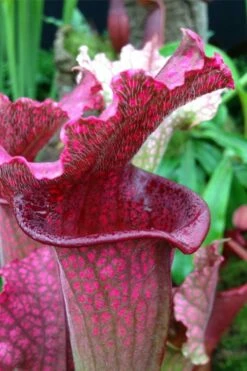 Juthatip Soper Pitcher Plant (Saracennia) - 2.5 Quart Pot -Garden Supplies Sales 2024 sarracenia juthatip soper pitcher plant 2