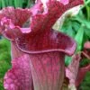 Juthatip Soper Pitcher Plant (Saracennia) - 2.5 Quart Pot -Garden Supplies Sales 2024 sarracenia juthatip soper pitcher plant 3