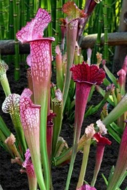 Juthatip Soper Pitcher Plant (Saracennia) - 2.5 Quart Pot -Garden Supplies Sales 2024 sarracenia juthatip soper pitcher plant 4