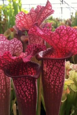 Juthatip Soper Pitcher Plant (Saracennia) - 2.5 Quart Pot -Garden Supplies Sales 2024 sarracenia juthatip soper pitcher plant 5