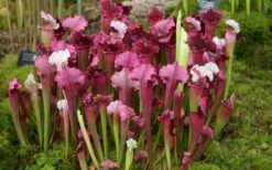 Juthatip Soper Pitcher Plant (Saracennia) - 2.5 Quart Pot -Garden Supplies Sales 2024 sarracenia juthatip soper pitcher plant 6