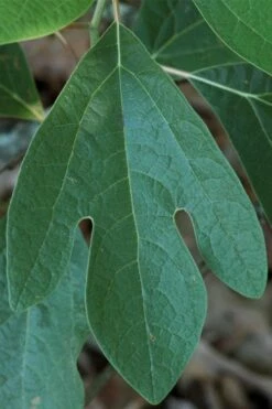 Sassafras Tree (Sassafras Albidium) - 3 Gallon Pot -Garden Supplies Sales 2024 sassafras albidum 1