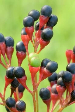 Sassafras Tree (Sassafras Albidium) - 3 Gallon Pot -Garden Supplies Sales 2024 sassafras albidum 10