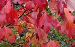 Sassafras Tree (Sassafras Albidium) - 3 Gallon Pot -Garden Supplies Sales 2024 sassafras albidum 12
