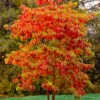 Sassafras Tree (Sassafras Albidium) - 3 Gallon Pot -Garden Supplies Sales 2024 sassafras albidum 14