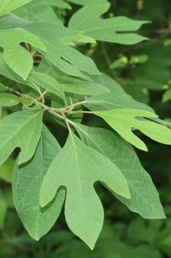 Sassafras Tree (Sassafras Albidium) - 3 Gallon Pot -Garden Supplies Sales 2024 sassafras albidum 2