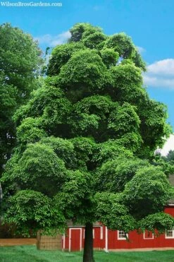 Sassafras Tree (Sassafras Albidium) - 3 Gallon Pot -Garden Supplies Sales 2024 sassafras albidum 4