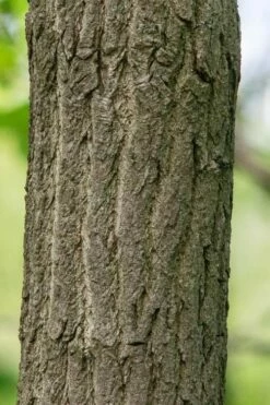 Sassafras Tree (Sassafras Albidium) - 3 Gallon Pot -Garden Supplies Sales 2024 sassafras albidum 7