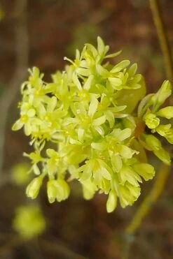 Sassafras Tree (Sassafras Albidium) - 3 Gallon Pot -Garden Supplies Sales 2024 sassafras albidum 9