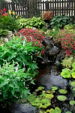 Lizard's Tail Swamp Lily (Saururus Cernuus) - 6 Pack Of 1 Gallon Pots -Garden Supplies Sales 2024 saururus cernuus lizards tail swamp lily 8 1