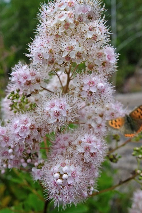 White Meadowsweet (Spirea alba) - 3 Gallon Pot White Meadowsweet (Spirea Alba) - 3 Gallon Pot -Garden Supplies Sales 2024 spirea alba white meadowsweet 13