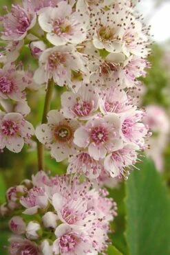 White Meadowsweet (Spirea Alba) - 1 Gallon Pot -Garden Supplies Sales 2024 spirea alba white meadowsweet 7 1