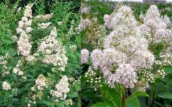 White Meadowsweet (Spirea Alba) - 3 Gallon Pot 5 White Meadowsweet (Spirea Alba) - 3 Gallon Pot -Garden Supplies Sales 2024 spirea alba white meadowsweet 9