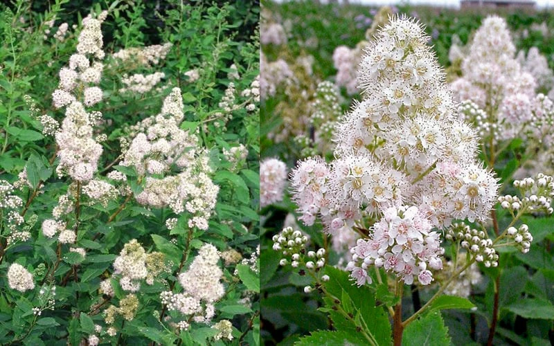 White Meadowsweet (Spirea alba) - 3 Gallon Pot White Meadowsweet (Spirea Alba) - 3 Gallon Pot -Garden Supplies Sales 2024 spirea alba white meadowsweet 9