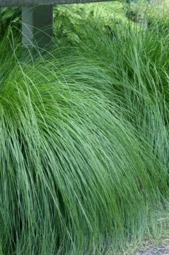 Prairie Dropseed Grass (Sporobolis Heterolepis) - 8 Pack Of 1 Gallon Pots -Garden Supplies Sales 2024 sporobolis heterolepis prairie dropseed grass 1