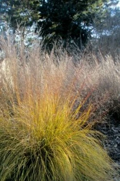 Prairie Dropseed Grass (Sporobolis Heterolepis) - 8 Pack Of 1 Gallon Pots -Garden Supplies Sales 2024 sporobolis heterolepis prairie dropseed grass 18