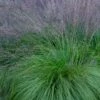 Prairie Dropseed Grass (Sporobolis Heterolepis) - 8 Pack Of 1 Gallon Pots 2 Prairie Dropseed Grass (Sporobolis Heterolepis) - 8 Pack Of 1 Gallon Pots -Garden Supplies Sales 2024 sporobolis heterolepis prairie dropseed grass 19