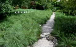 Prairie Dropseed Grass (Sporobolis Heterolepis) - 8 Pack Of 1 Gallon Pots -Garden Supplies Sales 2024 sporobolis heterolepis prairie dropseed grass 2