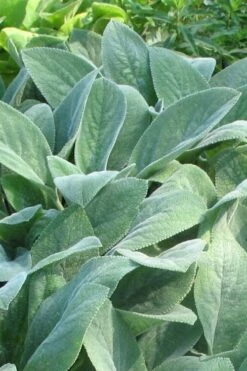 Helen Von Stein Lambs Ears (Big Ears) - 1 Gallon Pot -Garden Supplies Sales 2024 stachys byzantina helen von stein lambs ear 103