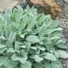 Helen Von Stein Lambs Ears (Big Ears) - 1 Gallon Pot -Garden Supplies Sales 2024 stachys byzantina helen von stein lambs ear 105