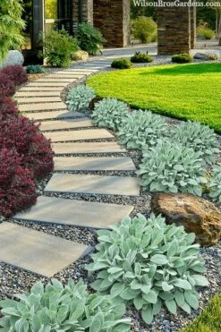 Helen Von Stein Lambs Ears (Big Ears) - 1 Gallon Pot -Garden Supplies Sales 2024 stachys byzantina helen von stein lambs ear 111