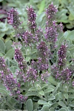 Silky Fleece Dwarf Lambs Ear (Stachys Byzantina) - 10 Pack Of Quarts Pots -Garden Supplies Sales 2024 stachys byzantine silky fleece lambs ear 101