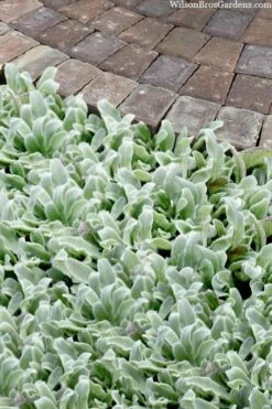 Silky Fleece Dwarf Lambs Ear (Stachys Byzantina) - 10 Pack Of Quarts Pots -Garden Supplies Sales 2024 stachys byzantine silky fleece lambs ear 104