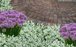 Silky Fleece Dwarf Lambs Ear (Stachys Byzantina) - 10 Pack Of Quarts Pots -Garden Supplies Sales 2024 stachys byzantine silky fleece lambs ear 105