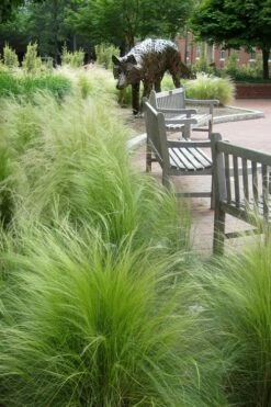 Pony Tails Mexican Feather Grass (Stipa Tennuissima) - 3 Pack Of Quart Pots