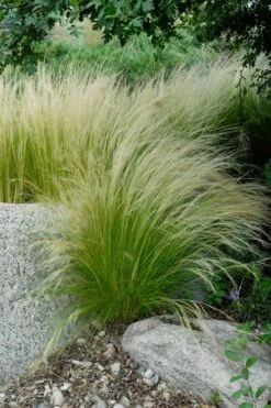 Pony Tails Mexican Feather Grass (Stipa Tennuissima) - 3 Pack Of Quart Pots -Garden Supplies Sales 2024 stipa tenuissima ponytails mexican feather grass 107 1