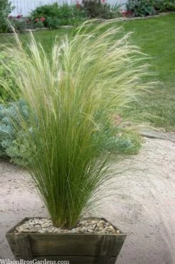 Pony Tails Mexican Feather Grass (Stipa Tennuissima) - 3 Pack Of Quart Pots -Garden Supplies Sales 2024 stipa tenuissima ponytails mexican feather grass 111 1