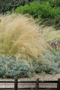 Pony Tails Mexican Feather Grass (Stipa Tennuissima) - 3 Pack Of Quart Pots -Garden Supplies Sales 2024 stipa tenuissima ponytails mexican feather grass 117 1