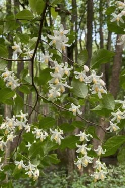 American Snowbell Tree (Styrax Americanus) - 1 Gallon Pot -Garden Supplies Sales 2024 styrax americanus american snowbell 12