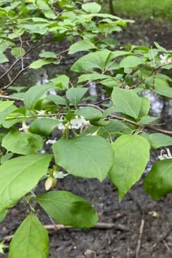 American Snowbell Tree (Styrax Americanus) - 1 Gallon Pot -Garden Supplies Sales 2024 styrax americanus american snowbell 13