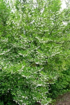 American Snowbell Tree (Styrax Americanus) - 1 Gallon Pot -Garden Supplies Sales 2024 styrax americanus american snowbell 16