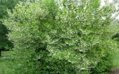 American Snowbell Tree (Styrax Americanus) - 1 Gallon Pot -Garden Supplies Sales 2024 styrax americanus american snowbell 17
