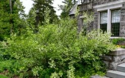 American Snowbell Tree (Styrax Americanus) - 1 Gallon Pot -Garden Supplies Sales 2024 styrax americanus american snowbell 18