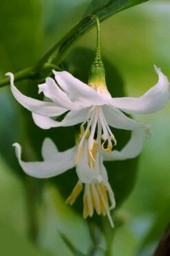 American Snowbell Tree (Styrax Americanus) - 1 Gallon Pot -Garden Supplies Sales 2024 styrax americanus american snowbell 2