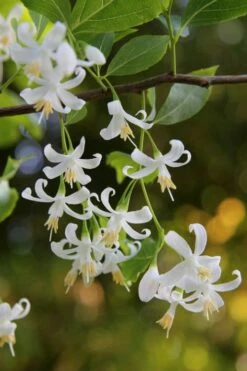 American Snowbell Tree (Styrax Americanus) - 1 Gallon Pot -Garden Supplies Sales 2024 styrax americanus american snowbell 4