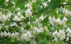 American Snowbell Tree (Styrax Americanus) - 1 Gallon Pot -Garden Supplies Sales 2024 styrax americanus american snowbell 6