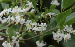 American Snowbell Tree (Styrax Americanus) - 1 Gallon Pot -Garden Supplies Sales 2024 styrax americanus american snowbell 7