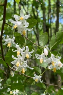 American Snowbell Tree (Styrax Americanus) - 1 Gallon Pot -Garden Supplies Sales 2024 styrax americanus american snowbell 8