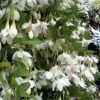 Fragrant Fountain Weeping Japanese Snowbell Tree - 7 Gallon Pot -Garden Supplies Sales 2024 styrax japonica fragrant fountain weeping japanese snowbell tree 3 1