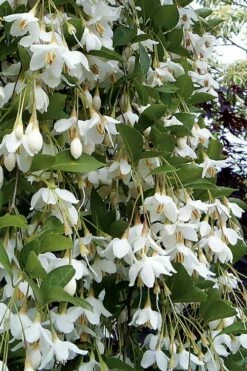 Fragrant Fountain Weeping Japanese Snowbell Tree - 5 Gallon Pot