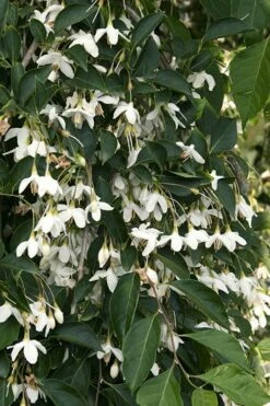 Fragrant Fountain Weeping Japanese Snowbell Tree - 5 Gallon Pot -Garden Supplies Sales 2024 styrax japonica fragrant fountain weeping japanese snowbell tree 4