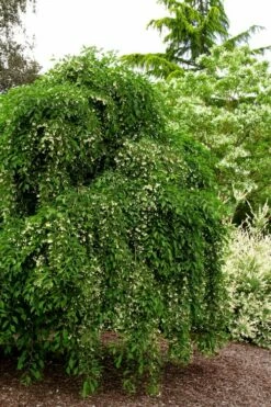 Fragrant Fountain Weeping Japanese Snowbell Tree - 7 Gallon Pot -Garden Supplies Sales 2024 styrax japonica fragrant fountain weeping japanese snowbell tree 5 1