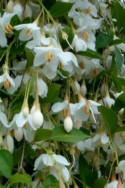 Fragrant Fountain Weeping Japanese Snowbell Tree - 5 Gallon Pot -Garden Supplies Sales 2024 styrax japonica fragrant fountain weeping japanese snowbell tree 6