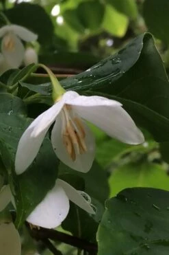 Fragrant Fountain Weeping Japanese Snowbell Tree - 5 Gallon Pot -Garden Supplies Sales 2024 styrax japonica fragrant fountain weeping japanese snowbell tree 7